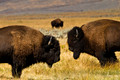 Wildlife