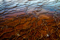 Close-ups, Abstracts, and Textures